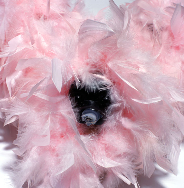 Bruno Pelassy, Bestioles